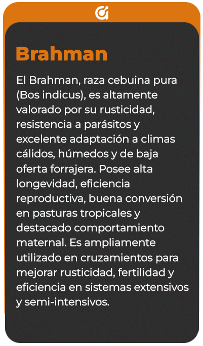 Reverso